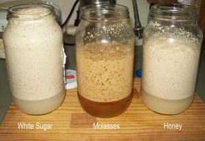 Yeast and Different Sugars