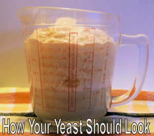 How active yeast should look